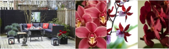 Orchidee trend: Asia Mania