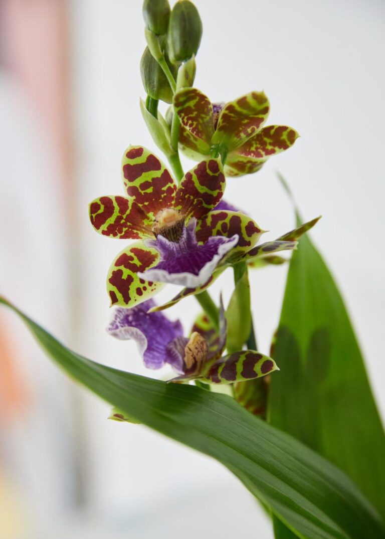 Orchid Zygopetalum - flamboyant Latina with flair