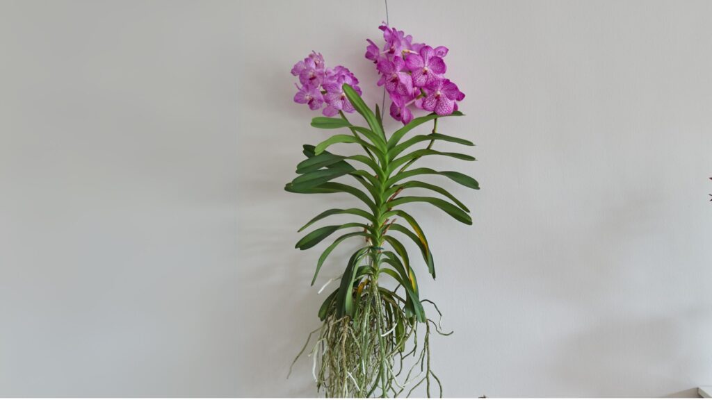 Die Blütezeit der 11 beliebtesten Orchideen