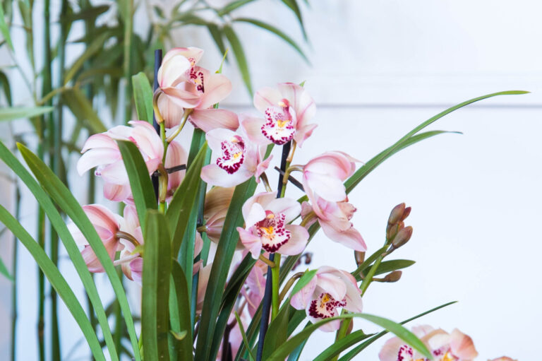 Saison des pivoines : connaître la période de floraison