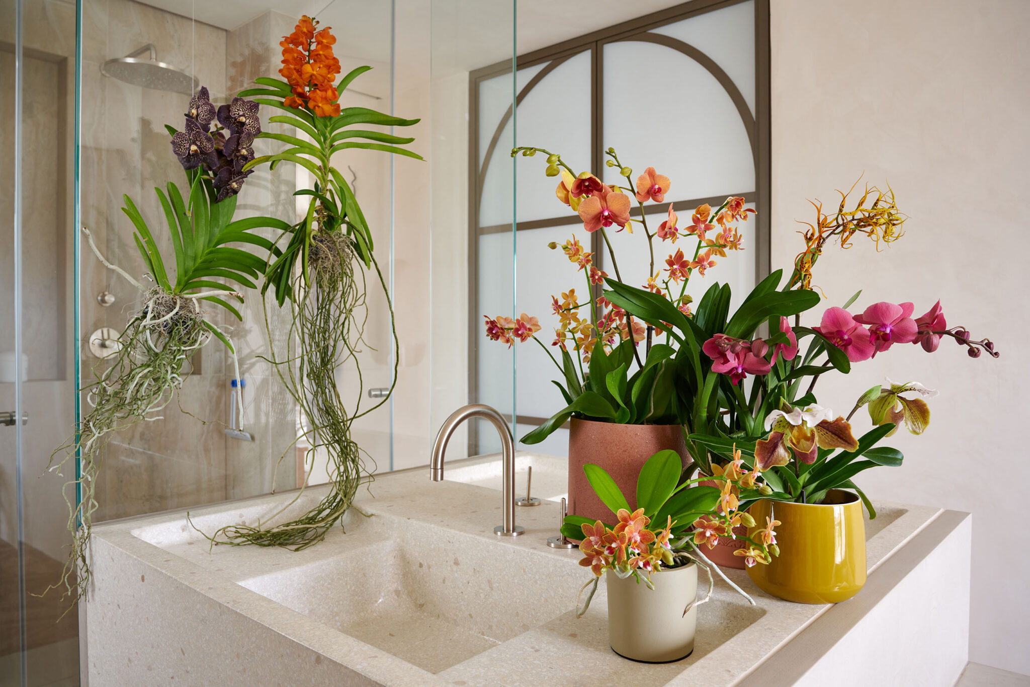 Best orchid for bathroom