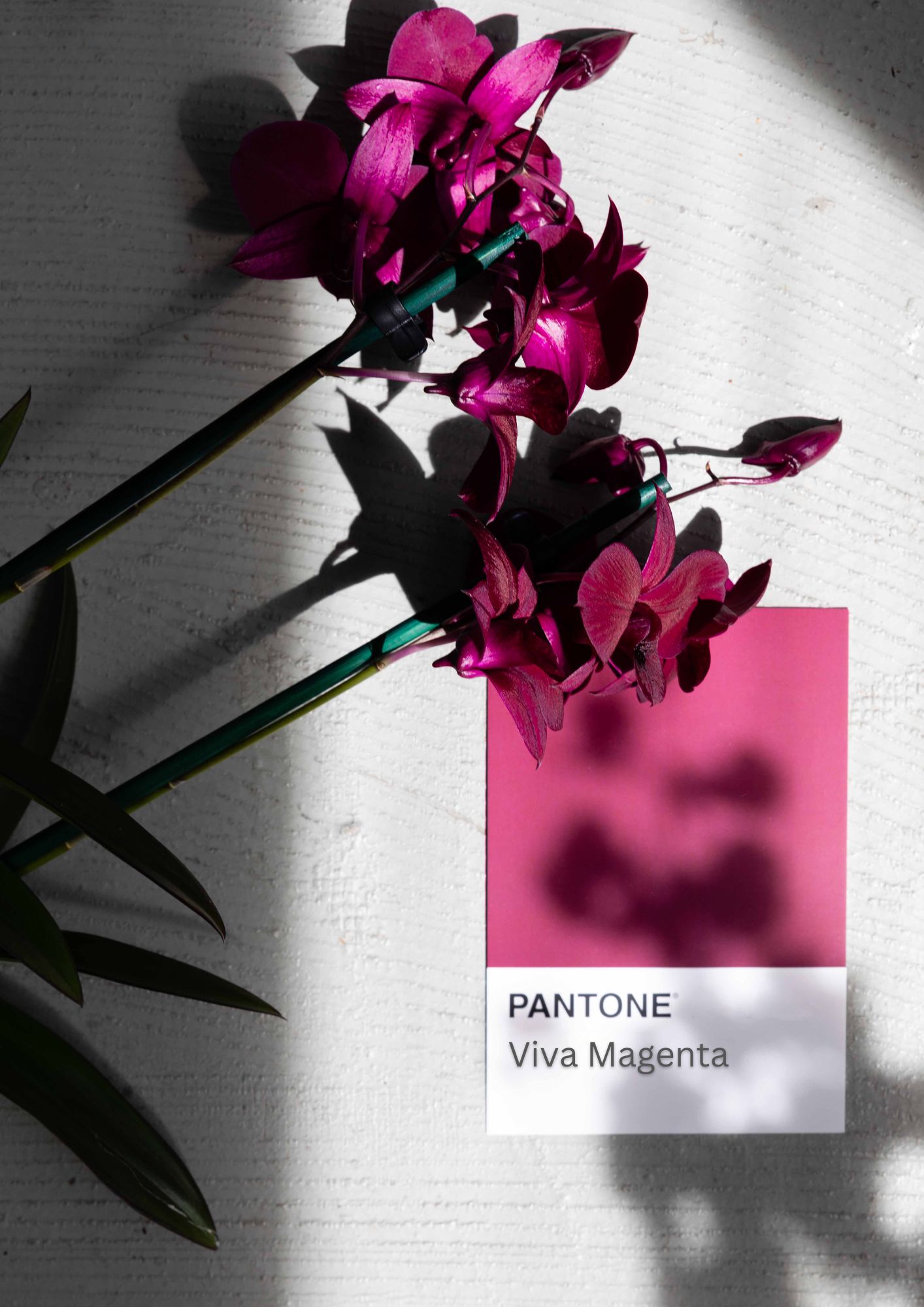 Exploring Viva Magenta Flowers and Pantone's 2023 Color of the Year -  Cascade Floral Wholesale