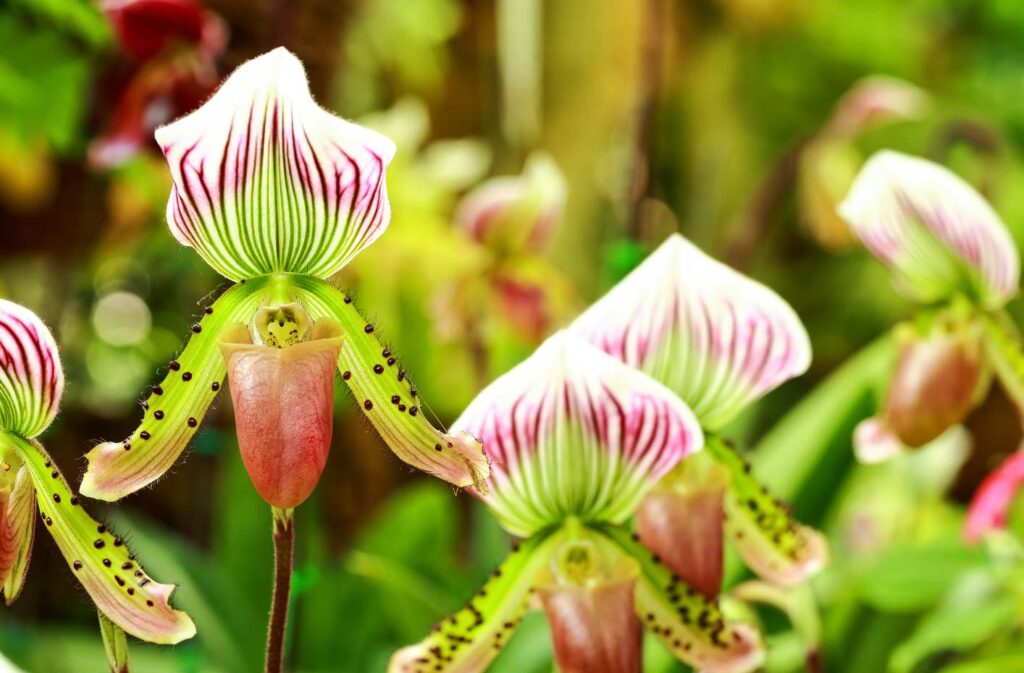 12 fun facts about the Paphiopedilum