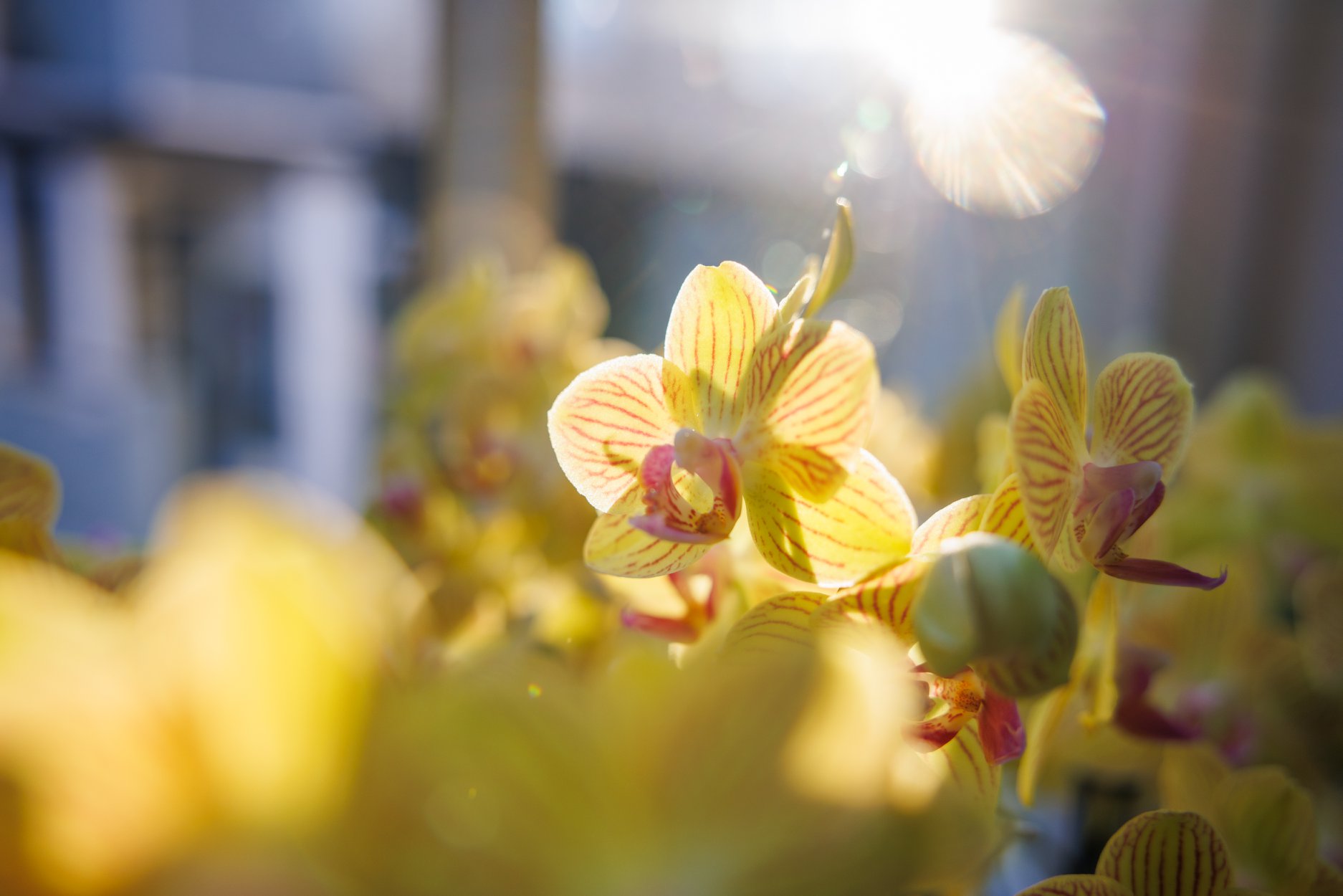 orchid-summer-care-tips-how-to-keep-your-orchids-fit-and-vital