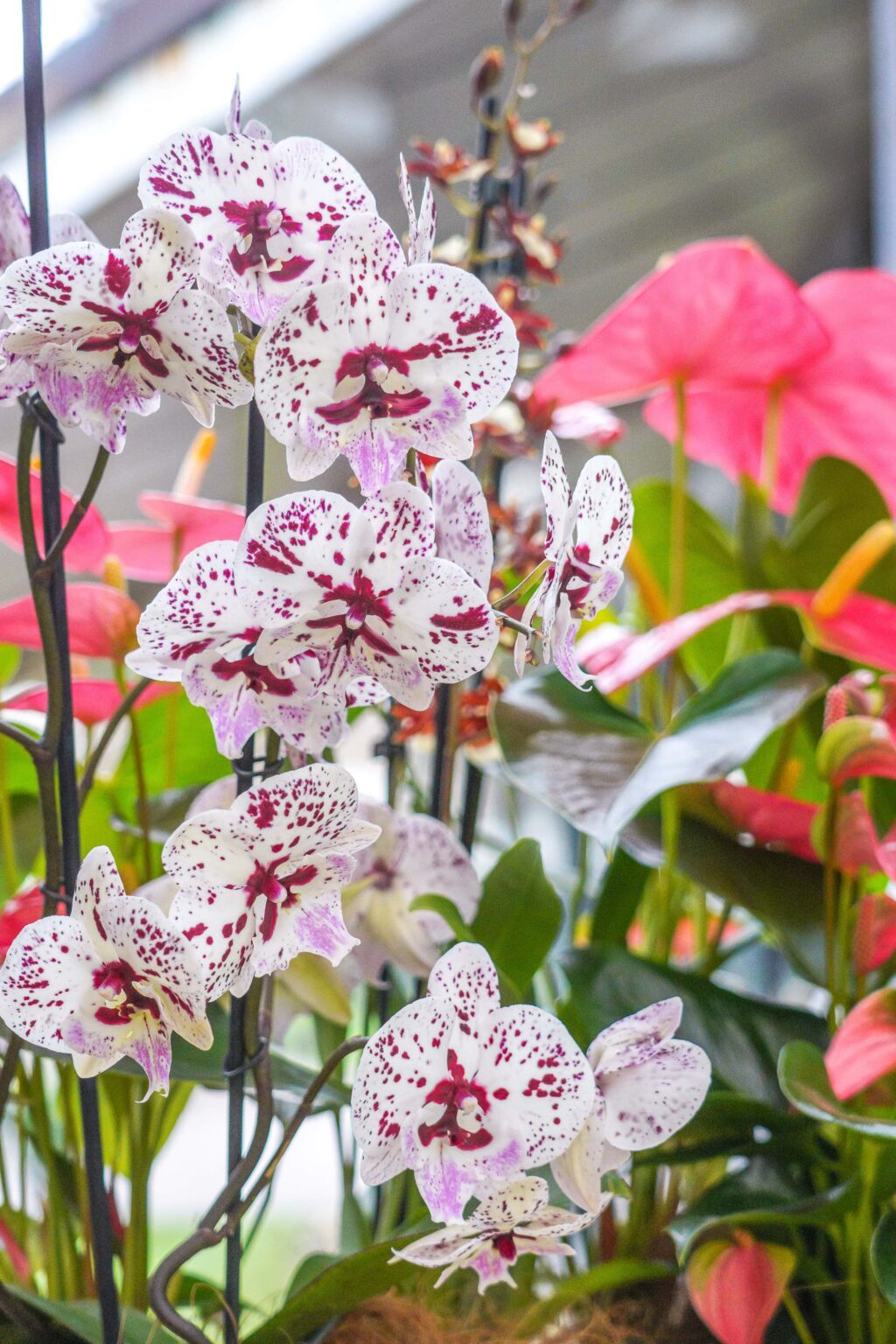 Visit the orchid show at Keukenhof 2025 in The Netherlands