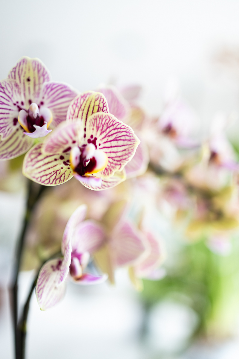 Le jeudi 5 septembre 2024 est la Journée internationale de l'orchidée