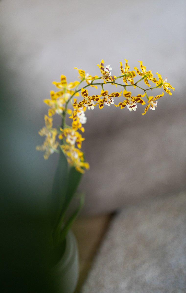 De bloeitijd van de 11 meest bekende orchideeën