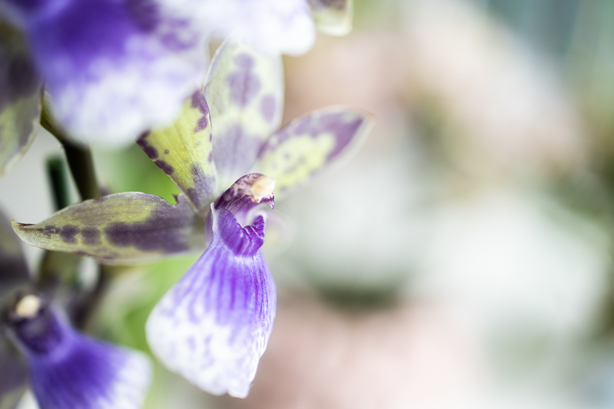 De bloeitijd van de 11 meest bekende orchideeën