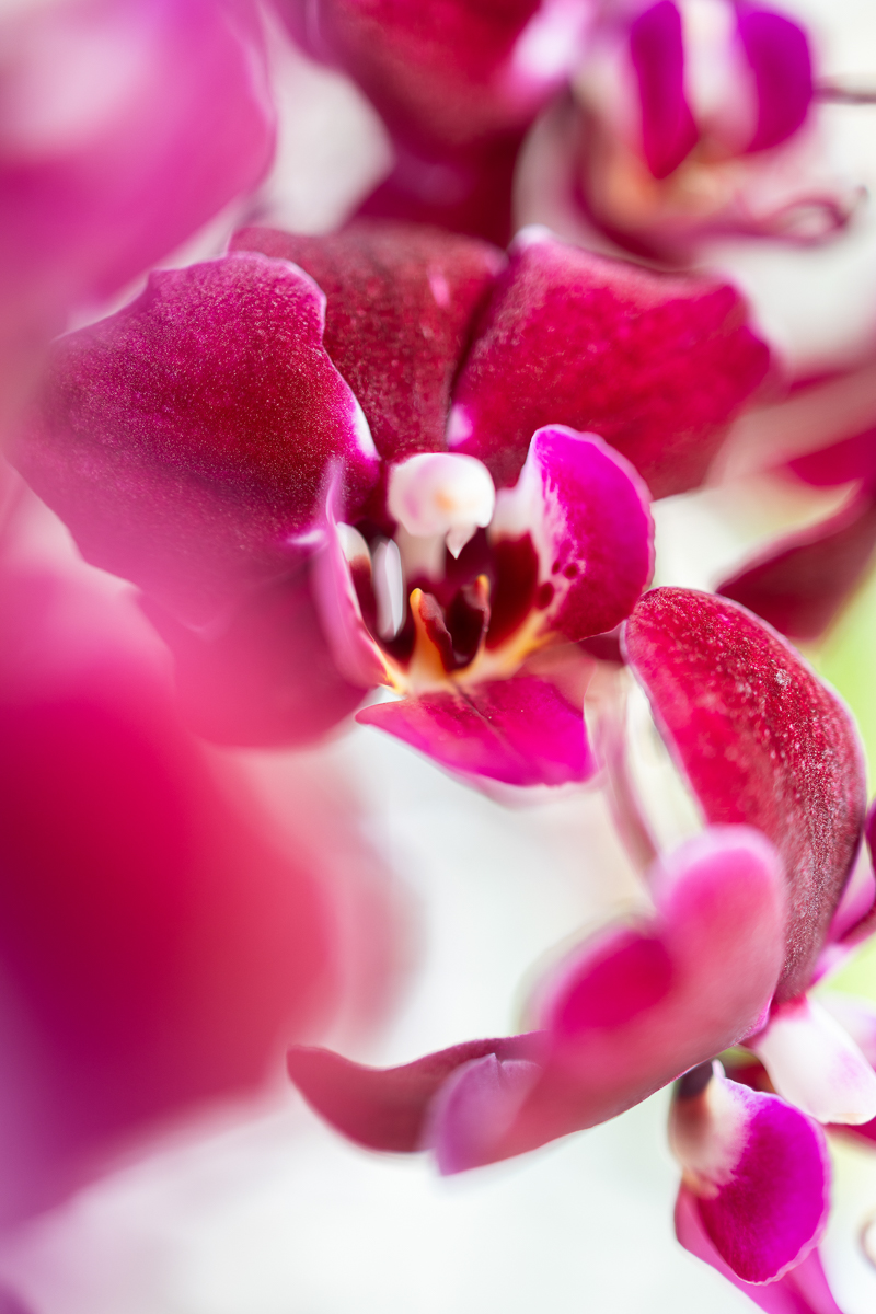 De bloeitijd van de 11 meest bekende orchideeën