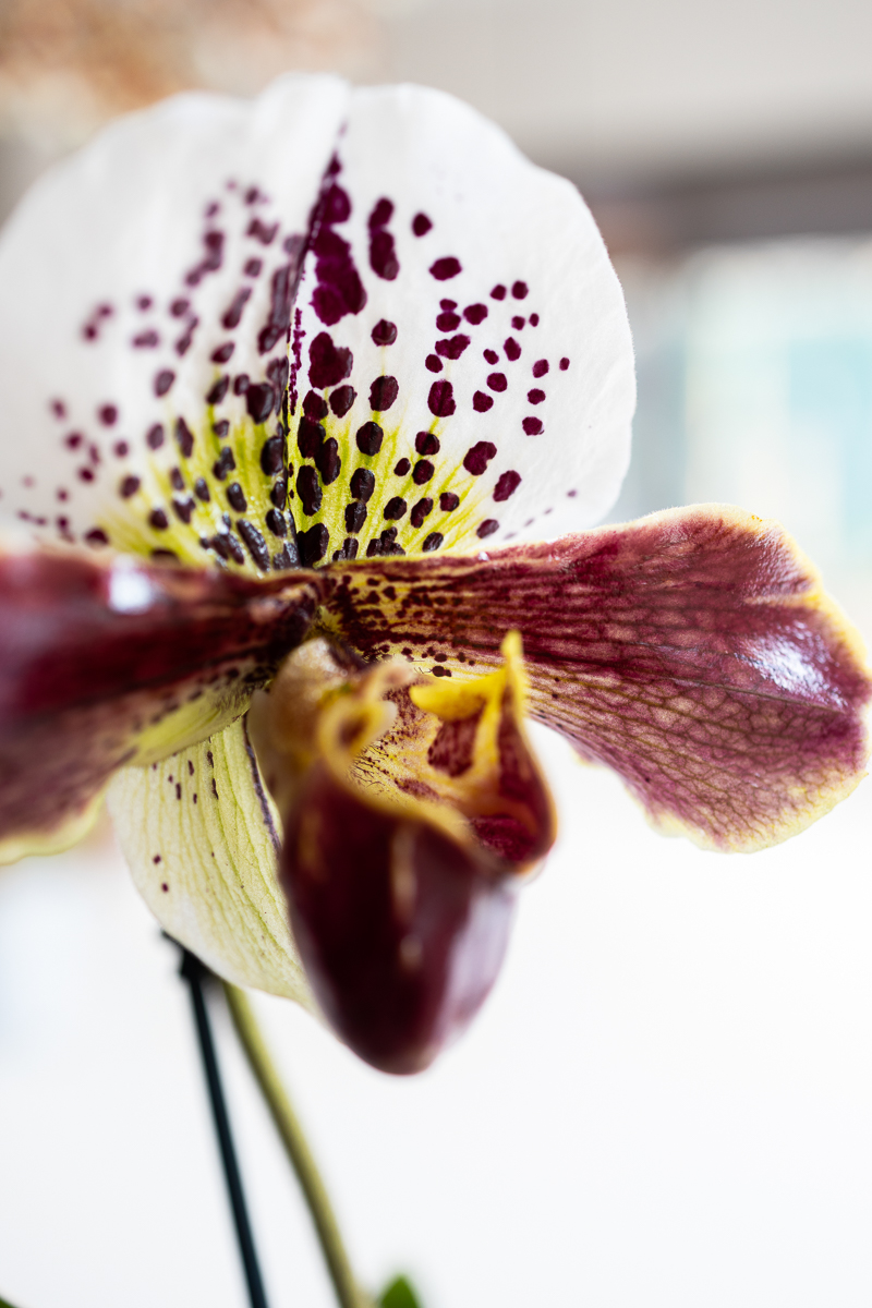 De bloeitijd van de 11 meest bekende orchideeën