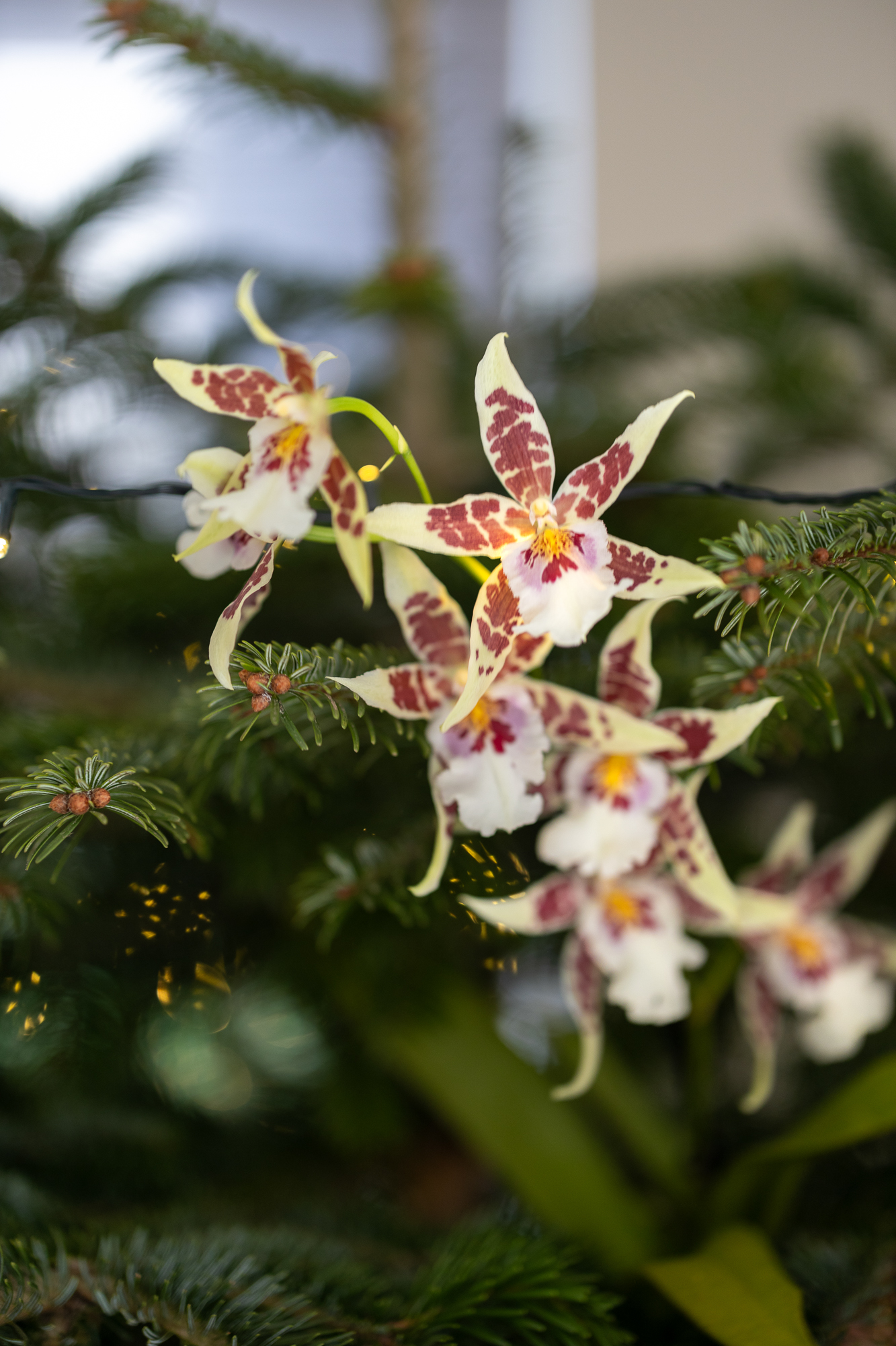 Orchideeën in je kerstboom: cambria