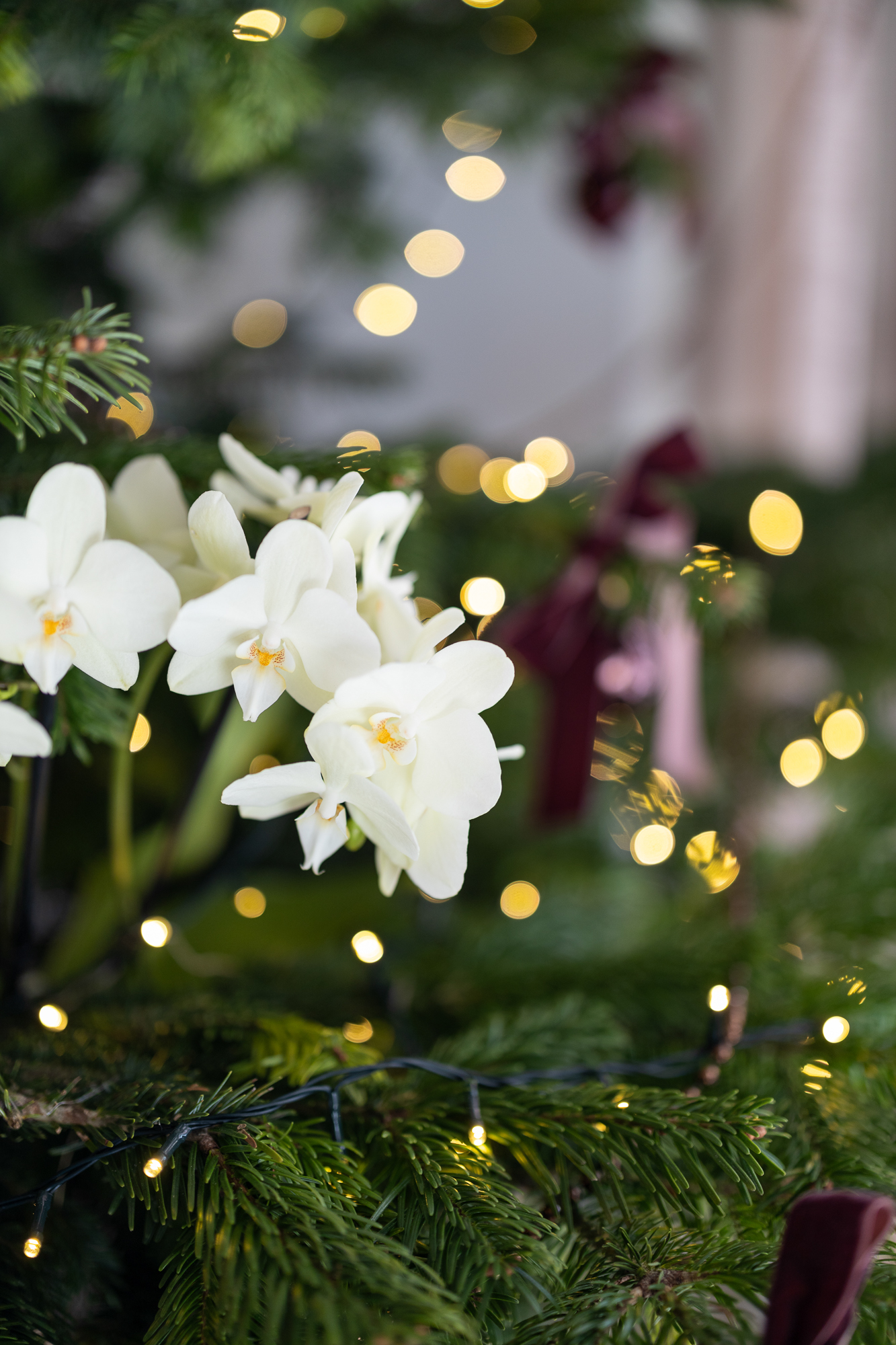 Orchideeën in je kerstboom: phalaenopsis