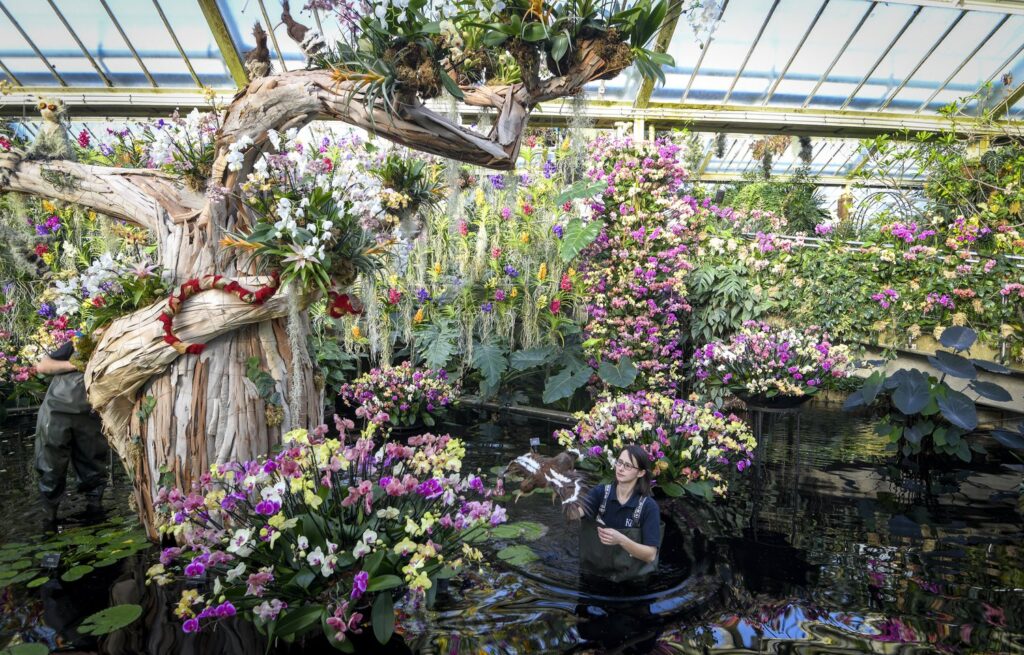These Are The Orchid Shows Of 2025 OrchidsatKewGardenscelebratingtheremarkablebiodiversityofMadagascar.cRBGKew11 E1739777948586 1024x655