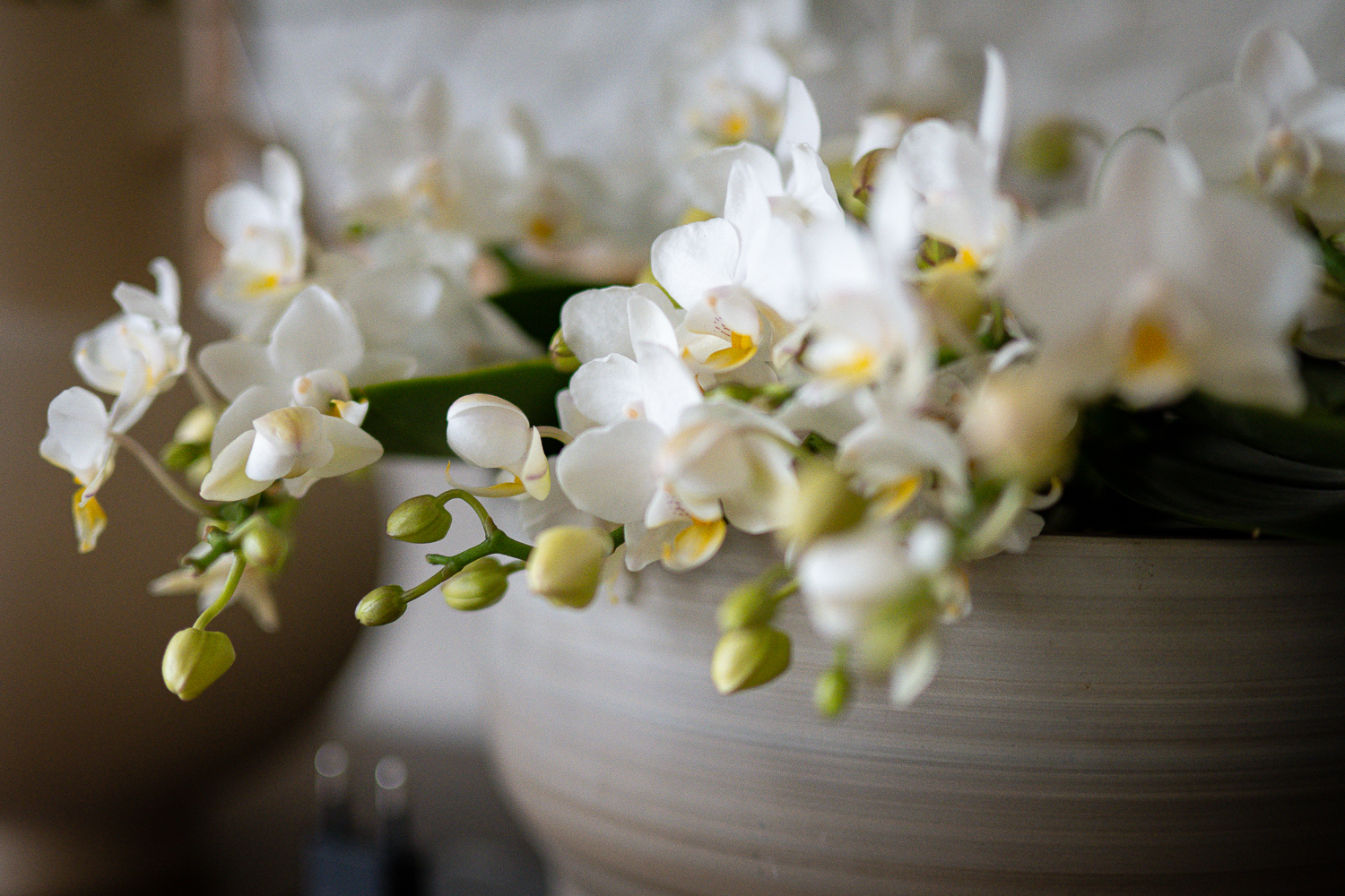 5 tips for maximum bloom