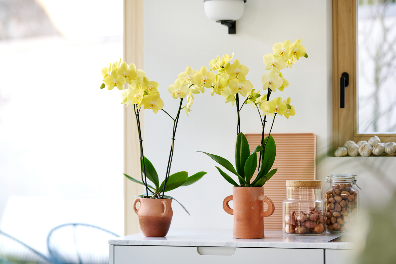 Orchideen wieder zum Leben erwecken, 3 tips om orchideeën weer tot leven te brengen na je vakantie, 3 tips to revive orchids after your holiday, 3 conseils pour redonner vie aux orchidées après les vacances