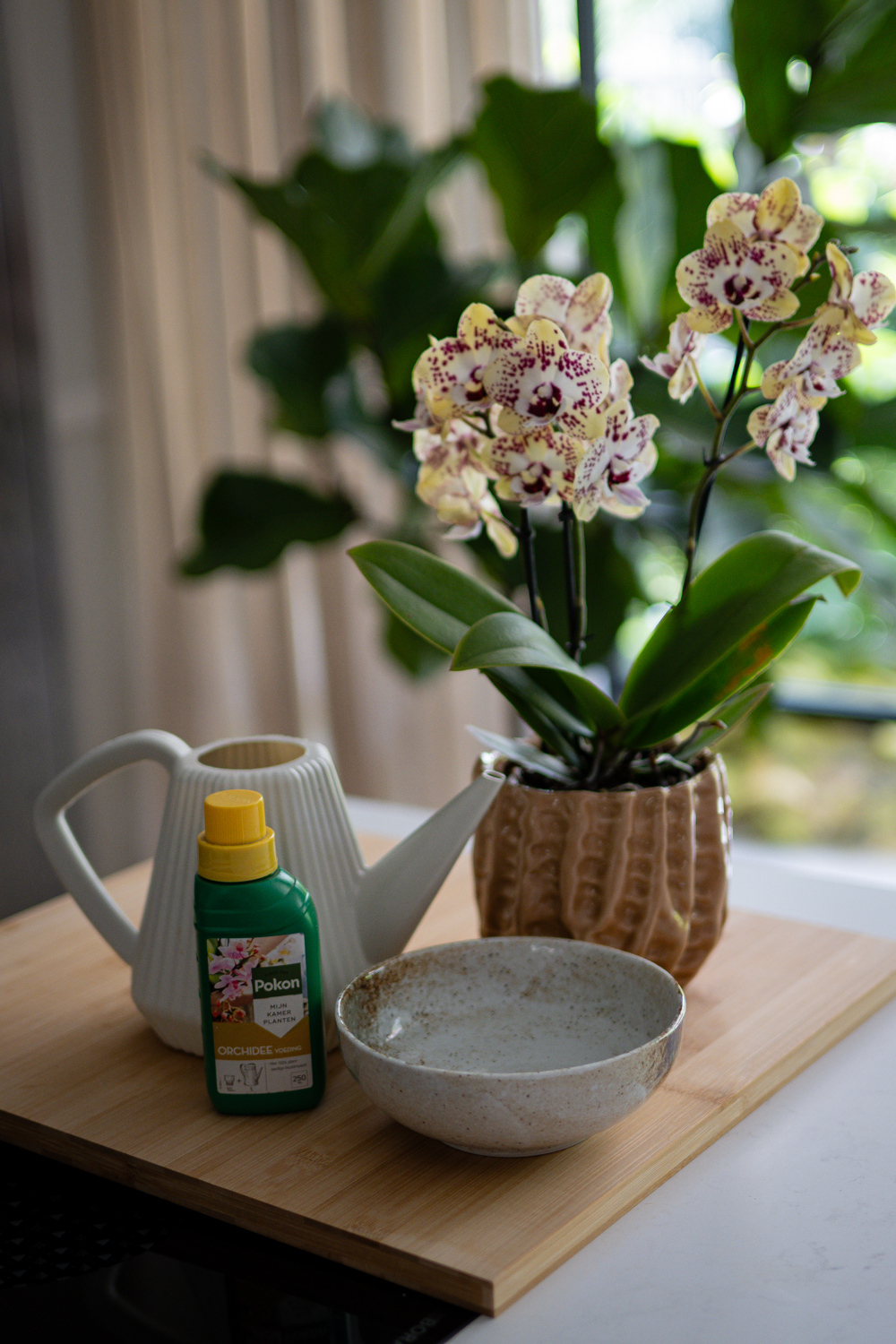 Heeft een orchidee voeding nodig?