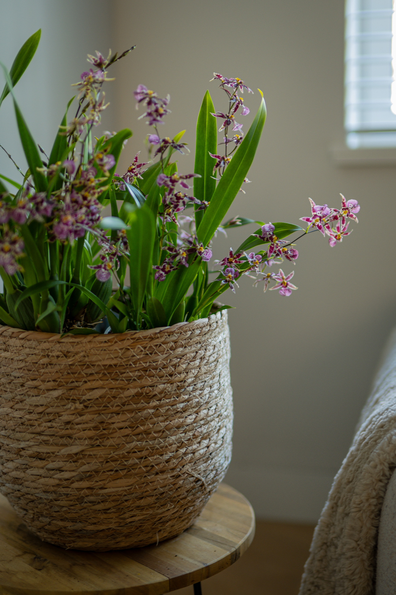 DIY: Mini orchidee arrangement