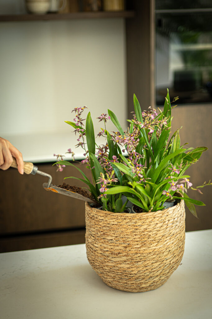 DIY: Mini orchidee arrangement